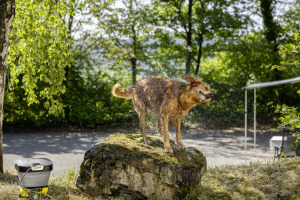 Huisdieren wasborstel voor mobiele drukreiniger