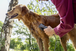 Brosse animaux de compagnie