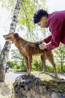 Brosse animaux de compagnie