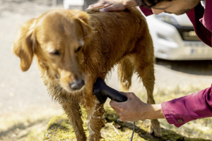 Brosse animaux de compagnie